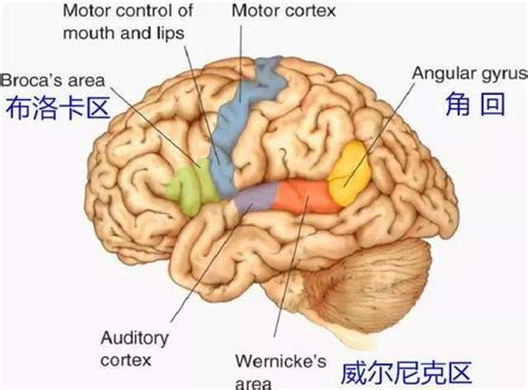 左邊右邊怎麼分|傻傻分不清左右麼？也許你的腦部區域出了問題